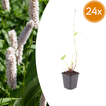 Persicaria bistorta 'Superba' - Adderwortel - ↕10-25cm - Ø9cm - 24x