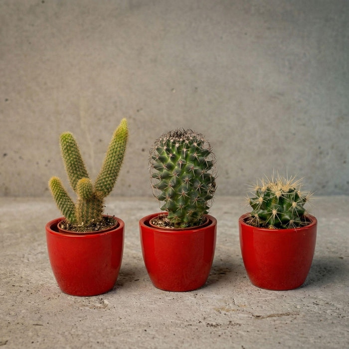 Cactussen set van 3 met rode mini pot - ↕8–12cm - Ø6cm