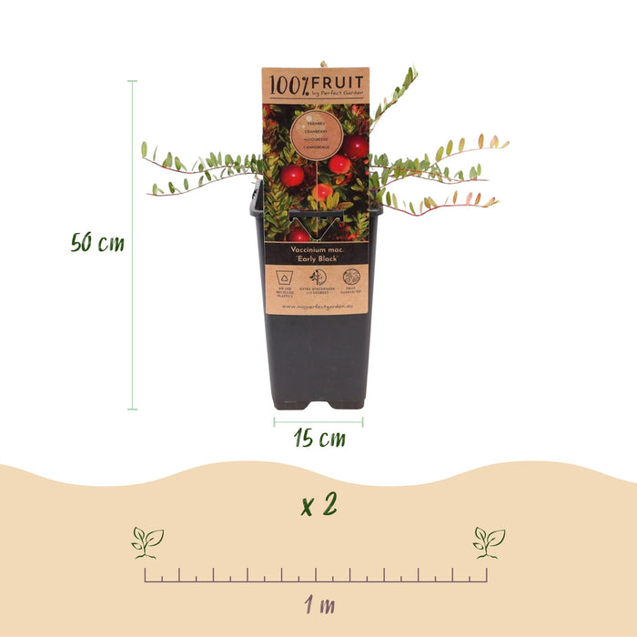 Vaccinium mac. Tidlig sort - Tranebær - Hårdfør - Blåbær - 2 planter - 15 cm potte - Højde 50 cm