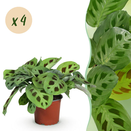 Maranta Fascinator Kerchoveana - Plante de prière - ↕30-35cm - Ø12cm - 4x