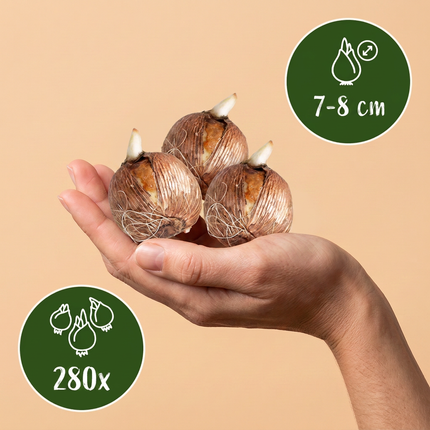 280x Crocus mix - Bloembollen - Gemengde krokussen - Diversen - Verwilderingsbol - Bolmaat 7/8