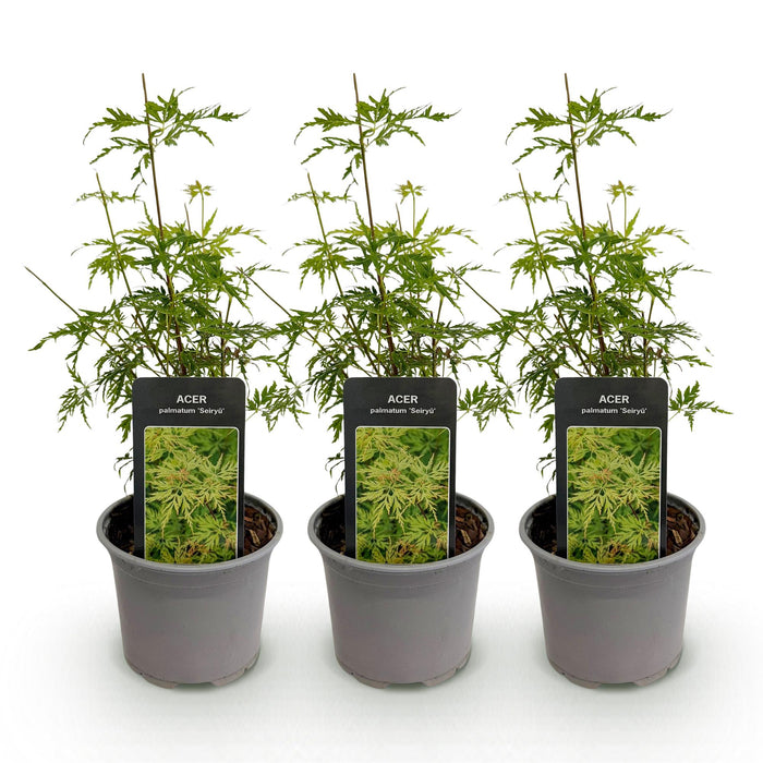 Acer palmatum Seiryu - Pot de 12 cm, hauteur 35 cm - 3x