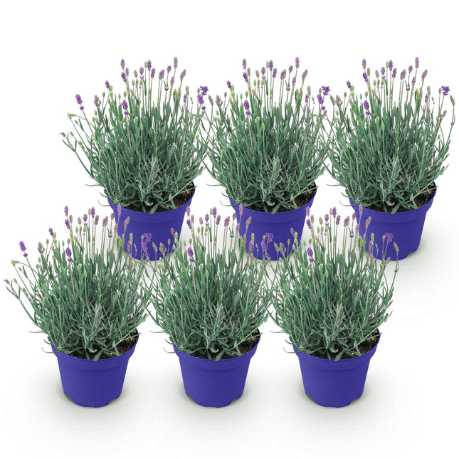 Lavandula angustifolia Hidcote - Lavender - ↕20-25cm - Ø12cm - 6x
