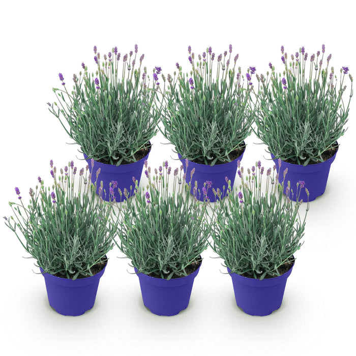 Lavandula angustifolia Hidcote - Lavendel - ↕20-25cm - Ø12cm - 6x