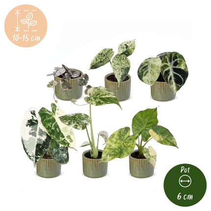 Baby Planten Variegata Mix - Diversen 6x - Tropisch - incl. Linnea Olive - Ø6cm - ↕10-15cm
