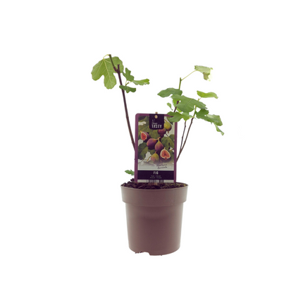 Ficus carica 'Bornholm' - ↕40cm - Ø15cm