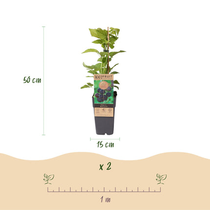 Rubus occidentalis Black Jewel - Bramenplant - Zwarte Braam - ↕50cm - Ø15cm - 2x