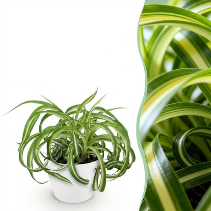 Chlorophytum comosum Bonnie - Krullende Graslelie - met witte plantenpot - ↕20cm - Ø12cm