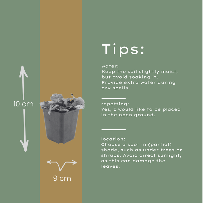 Tiarella cordifolia - ↕10-25cm - Ø9cm - 24x