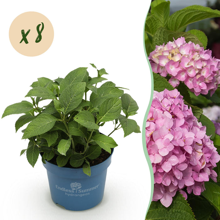 Hydrangea Endles Summer The Original Pink - Hortensia - Roze - ↕20-25cm - Ø14cm - 8x