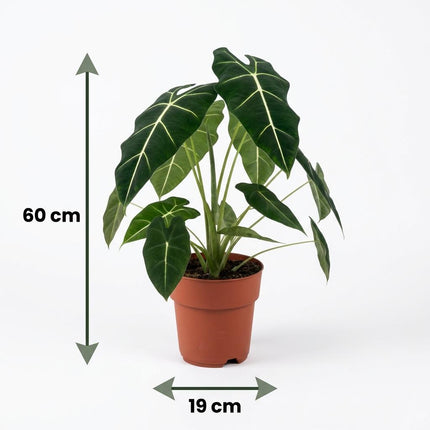 Alocasia Frydek - Orecchio d'elefante - ↕60cm - Ø19cm