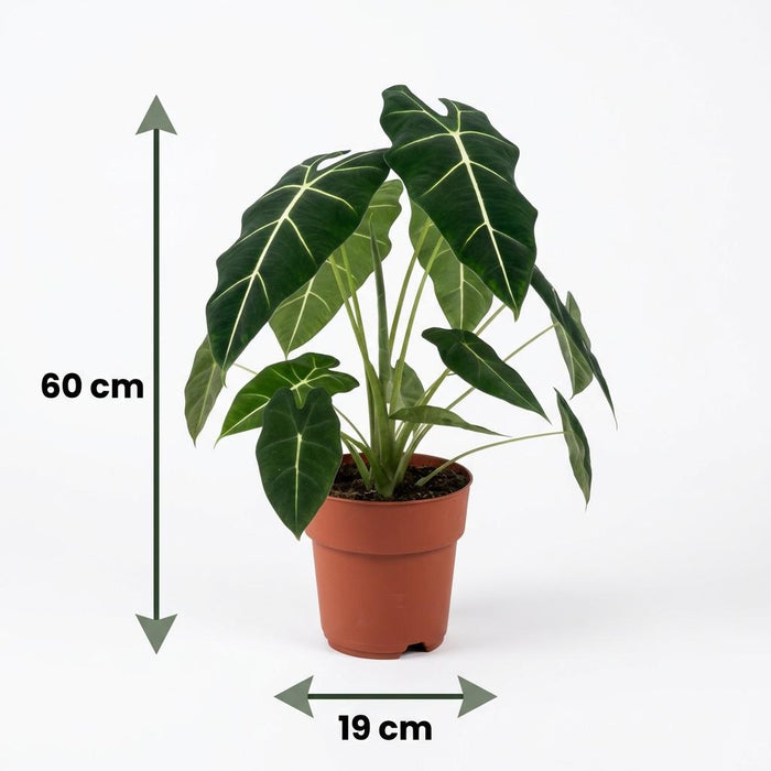 Alocasia Frydek - Olifantsoor - ↕60cm - Ø19cm