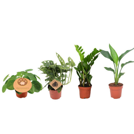 Must-have Plant Box - 4 pieces - ↕20-40cm - Ø12cm