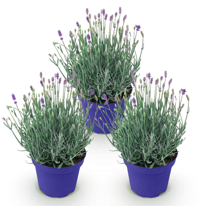 Lavandula angustifolia Hidcote - Lavendel - Paars - ↕20-25cm - Ø12cm - 3x