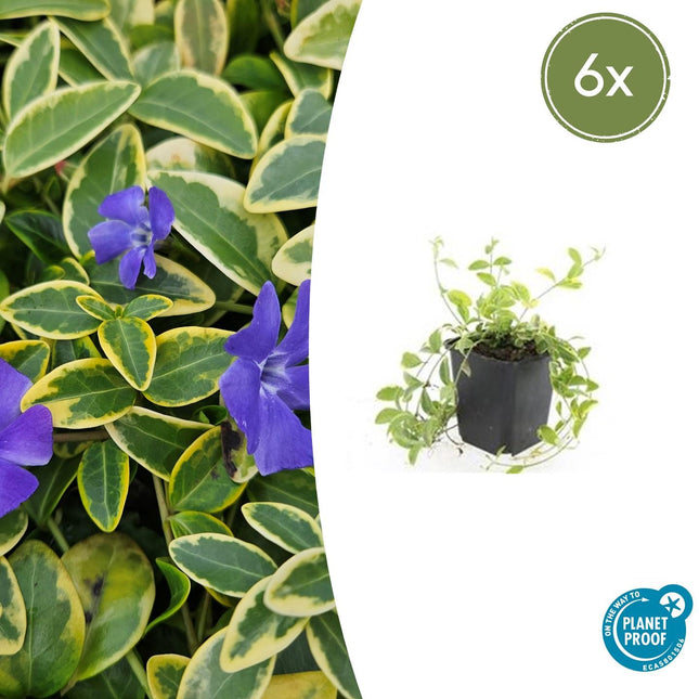 Vinca minor 'Aureovariegata' - Petite pervenche - ↕ 10-25 cm - Ø 9 cm - 6x