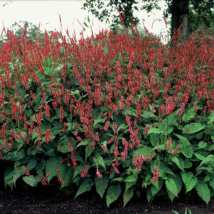 Persicaria amplexicaulis - Duizendknoop - ↕10-25cm - Ø9cm - 12x