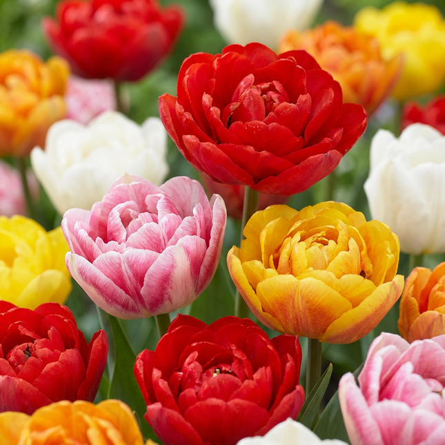 240x Tulipa Double mix - Bloembollen - Gevulde tulp mix - Diversen - Voorjaarsbloeier - Bolmaat 11/13