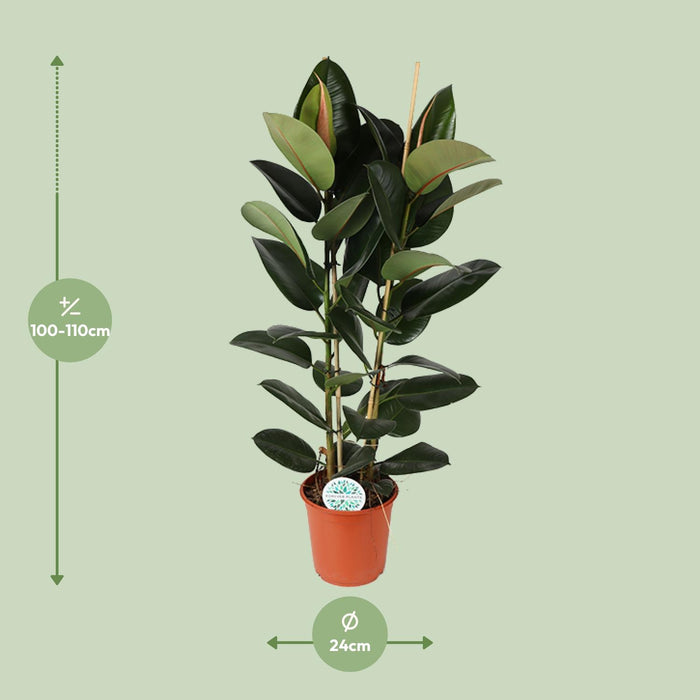 Ficus Elastica Robusta - ↕110cm - Ø24cm