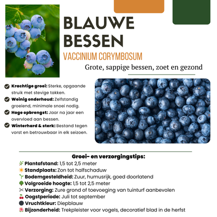 Heidelbeerpflanzen (Vaccinium corymbosum) – Bio – ↕20 cm – Ø13 cm – 6 Stück