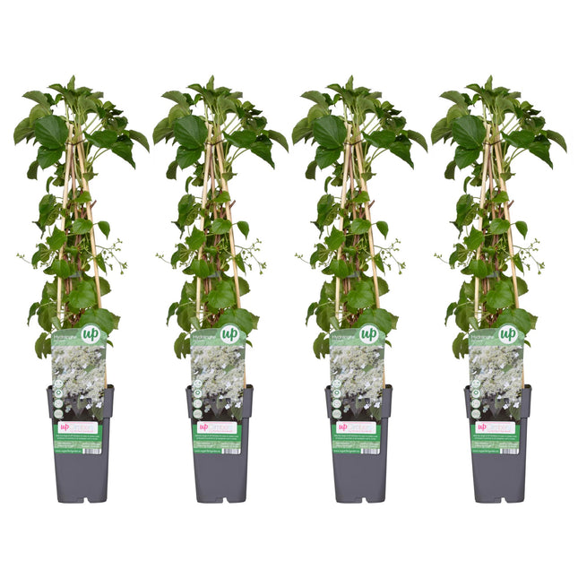 Hydrangea Petiolaris - Klimhortensia - ↕65cm - Ø15cm - 4x