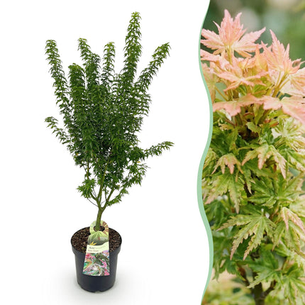 Acer palmatum Koto Hime - Japanse Esdoorn - Groen - ↕90cm - Ø26cm