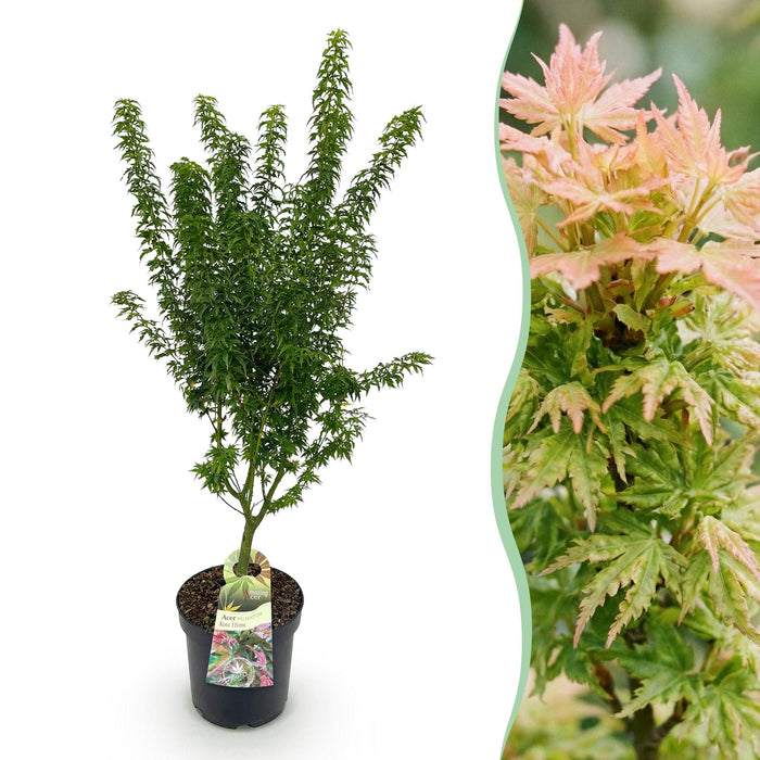 Acer palmatum Koto Hime - Japanse Esdoorn - Groen - ↕90cm - Ø26cm