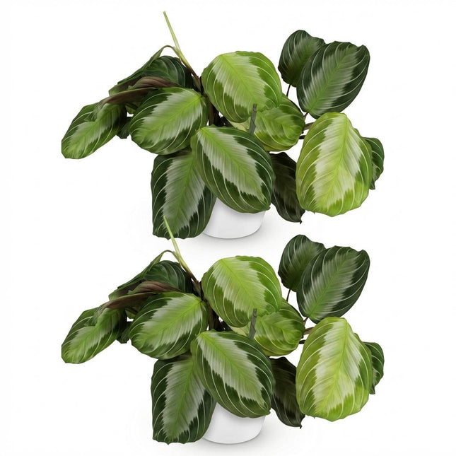 Maranta Fascinator Silverband - Gebedsplant - met witte plantenpotten - ↕25cm - Ø12cm - 2x