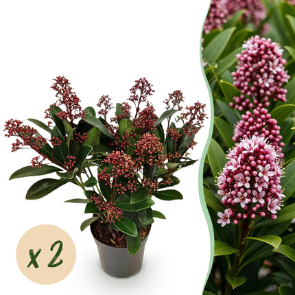 Skimmia Japonica Rubella - Bloem Rood - 10+ Bloemen - ↕25cm - Ø10,5cm - 2x