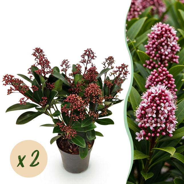 Skimmia japonica 'Rubella' – Rote Blüte – 10+ Blüten – ↕25 cm – Ø10,5 cm – 2 Stück
