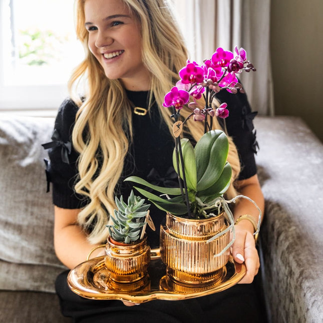 Kolibri Orchids | Gift Set Allure Shiny Brons - Witte Phalaenopsis Orchidee Mineral Amabilis & Succulent