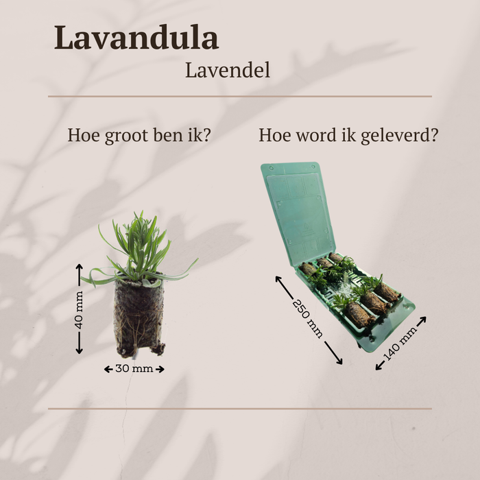 Lavandula 'Munstead' – 6 Pluggen | Kweek & Geniet van Geurende Lavendel