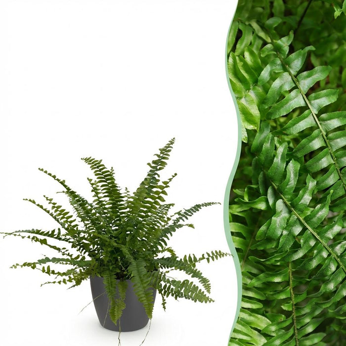 Nephrolepsis exaltata Green Lady - Varen - met grijze plantenpot - ↕25cm - Ø12cm