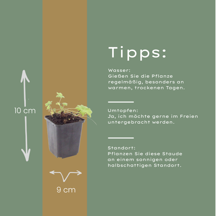 12x Geranium macr. 'White Ness' - ↕10-25cm - Ø9cm