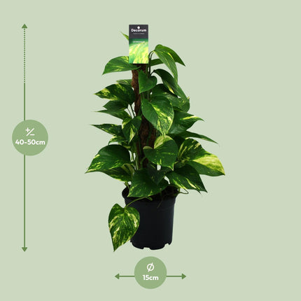 Scindapsus - Epipremnum - ↕50cm - Ø15cm