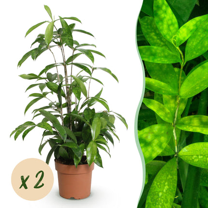 Dracaena surculosa - Dragonnier - ↕60-70cm - Ø17cm - 2x