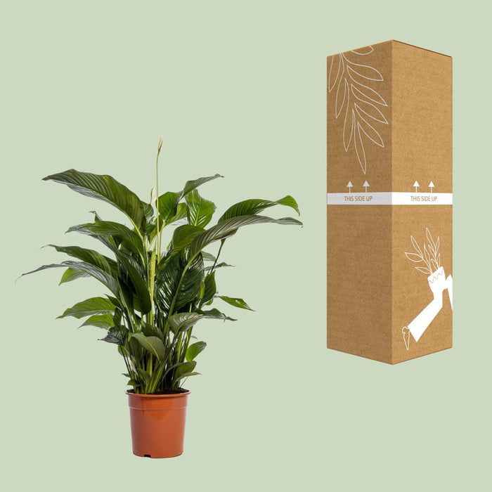 Spathiphyllum Bellini - Lepelplant - ↕100cm - Ø24cm