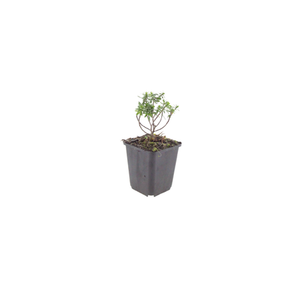 Crooked flower - Iberis sempervirens 'Schneeflocke' - ↕10-25cm - Ø9cm - 60x