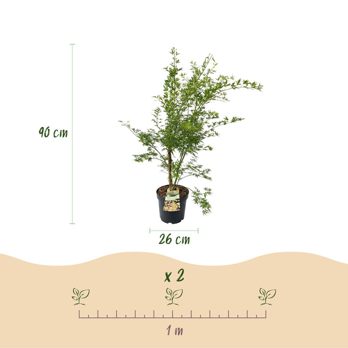 Acer palmatum Methamorphosa - Japanse Esdoorn - Groen, Oranje - ↕90cm - Ø26cm