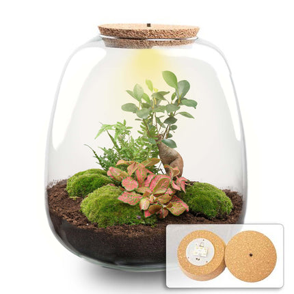 Terrarium pour plantes - Emma - Kit à monter soi-même - ↕25 cm - Ø23 cm - Bonsaï rouge