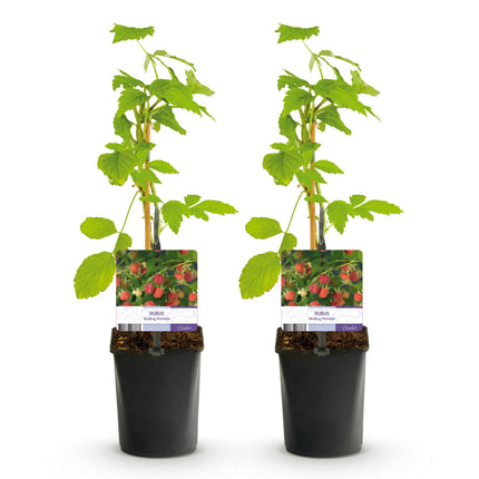 Framboos - Rubus Mailing Promise  - Rode Framboos - 40cm - Ø11cm - 2x