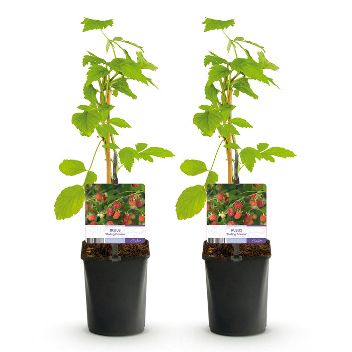 Fruitplant - Framboos - Rubus Mailing Promise  - Rode Framboos - 2 planten -  Pot 11cm Hoogte 40cm