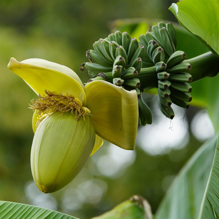 Fruitplant - Bananen plant - Musa Basjoo - Winterhard - 4 planten - Pot 17cm Hoogte 40cm