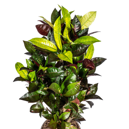 Codiaeum 'Croton' Iceton with basket - ↕60-80cm - Ø21cm