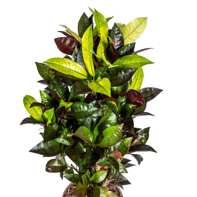Codiaeum 'Croton' Iceton met mand - ↕60-80cm - Ø21cm