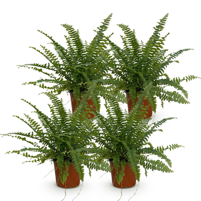 Nephrolepis exaltata Green Lady - Krulvaren - 4x - Pot 12cm - Hoogte 28-30cm