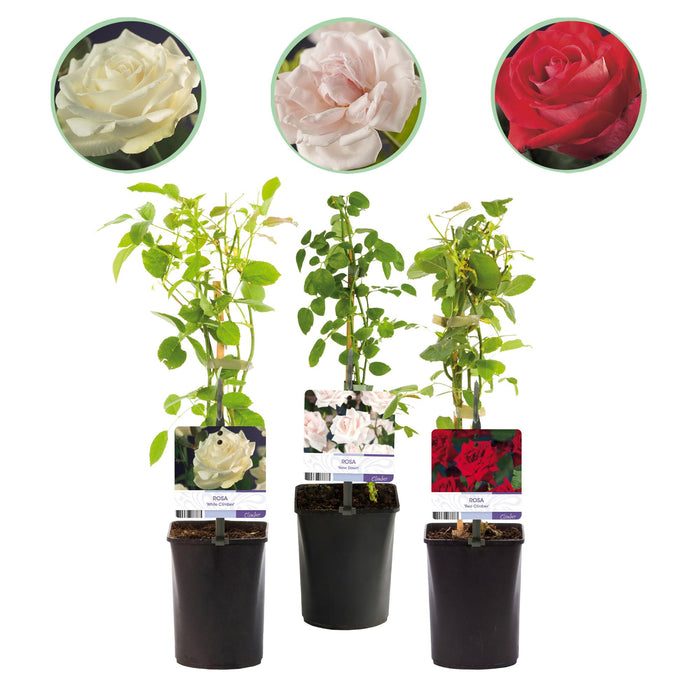 Klimroos - Rosa Tricolour  - Bloemen Roze Wit Rood - Weinig onderhoud - 3 planten - Pot 11cm Hoogte 40cm