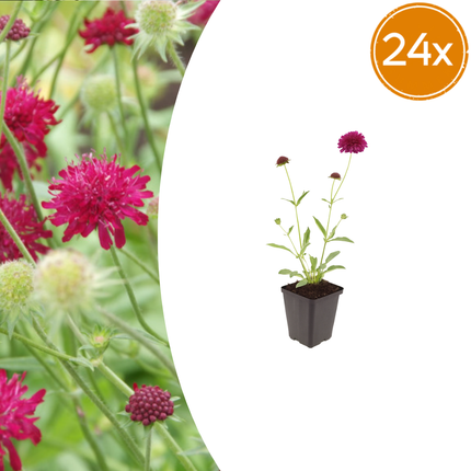 Knautia macedonica - Meadow Crown - ↕10-25cm - Ø9cm