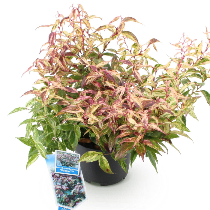 Leucothoe Makijaz - Bruin - 1 Plant - Groenblijvend - Weinig Onderhoud - Pot 17cm Hoogte 45cm