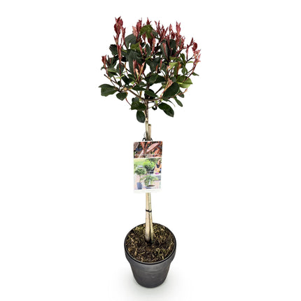 Photinia fraseri Little Red Robin - Planta de patio - Hojas verde-rojas - ↕90cm - Ø19cm