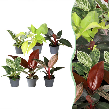 Baby Philodendron Family 6x - Wit - Roze - Geel - Groen - Rood - Tropisch - Ø6cm - ↕10-15cm